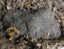 truffe nature