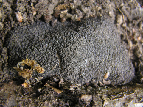 truffe nature