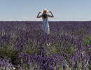 lavender