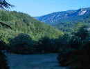 maurel
